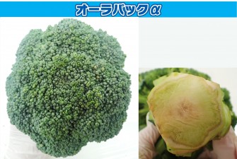 Hình ảnh ngày cuối cùng của bài kiểm tra bông cải xanh lần 1