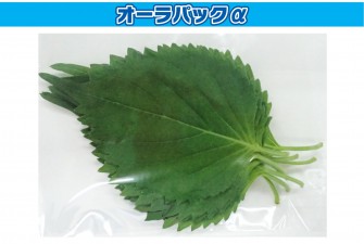 Hình ảnh ngày đầu tiên của bài kiểm tra Ooba 1