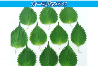 Hình ảnh ngày cuối cùng của bài kiểm tra Ooba 1