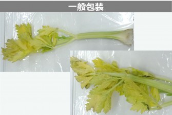 Hình ảnh 2 của ngày cuối cùng của thử nghiệm cần tây