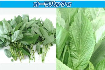 Hình ảnh ngày cuối cùng của bài kiểm tra Moroheiya 1