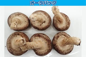 Hình ảnh ngày đầu tiên của bài kiểm tra nấm hương 1