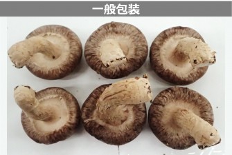 Hình ảnh 2 của ngày đầu tiên của bài kiểm tra nấm hương