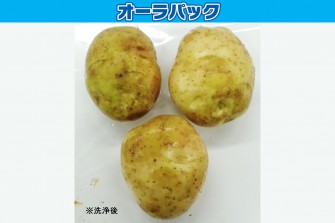 Hình ảnh ngày cuối cùng của thử nghiệm khoai tây mới (baron) 1