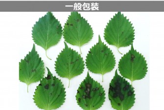 Hình ảnh ngày cuối cùng của bài kiểm tra Ooba 2