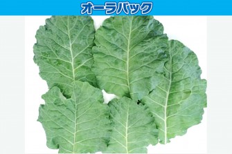 Hình ảnh ngày cuối cùng của bài kiểm tra cải xoăn 1