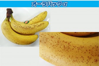 Hình ảnh ngày thi cuối cùng của chuối 1