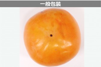 Hình ảnh 2 trong ngày đầu tiên thử nghiệm quả hồng