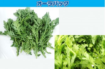 Hình ảnh ngày thi hoa cúc đại đóa lần 1