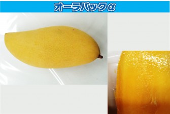 Hình ảnh ngày thi cuối cùng của xoài 1