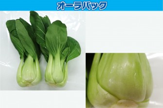 Hình ảnh ngày cuối cùng của bài kiểm tra bok choy 1