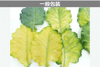 Hình ảnh ngày cuối cùng của bài kiểm tra cải xoăn 2